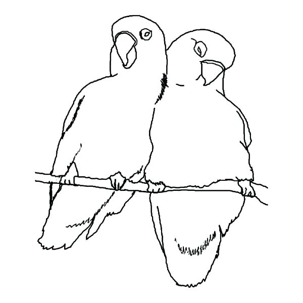 600x600 Bird Coloring Pages And Pin Birds Outline Drawings On Tweety Bird