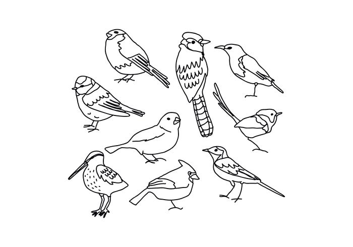 700x490 Birds Drawings