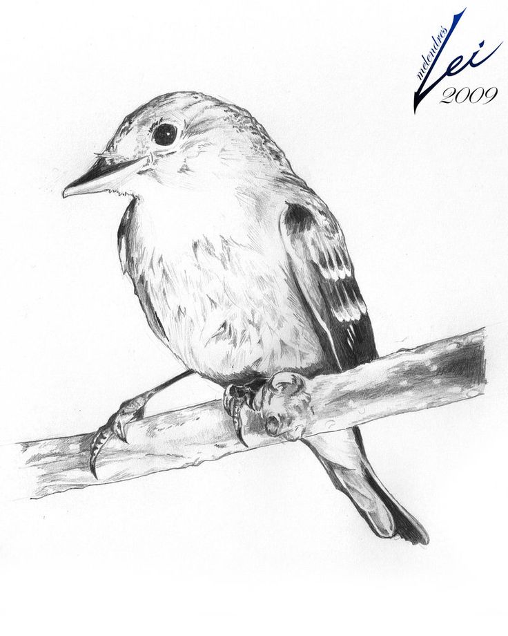 Love Birds Sketch Images at PaintingValley.com | Explore collection of ...