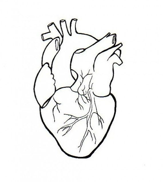 570x638 Real Heart Drawing Drawn Lines Heart Pencil And In Color Drawn