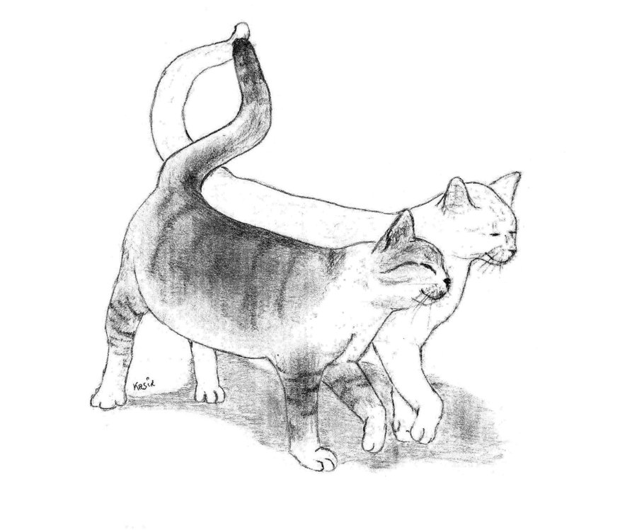 900x749 Cats Love D By Yashamarupl