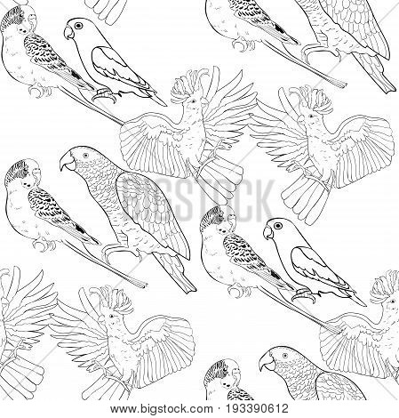 449x470 Lovebird Images, Illustrations, Vectors