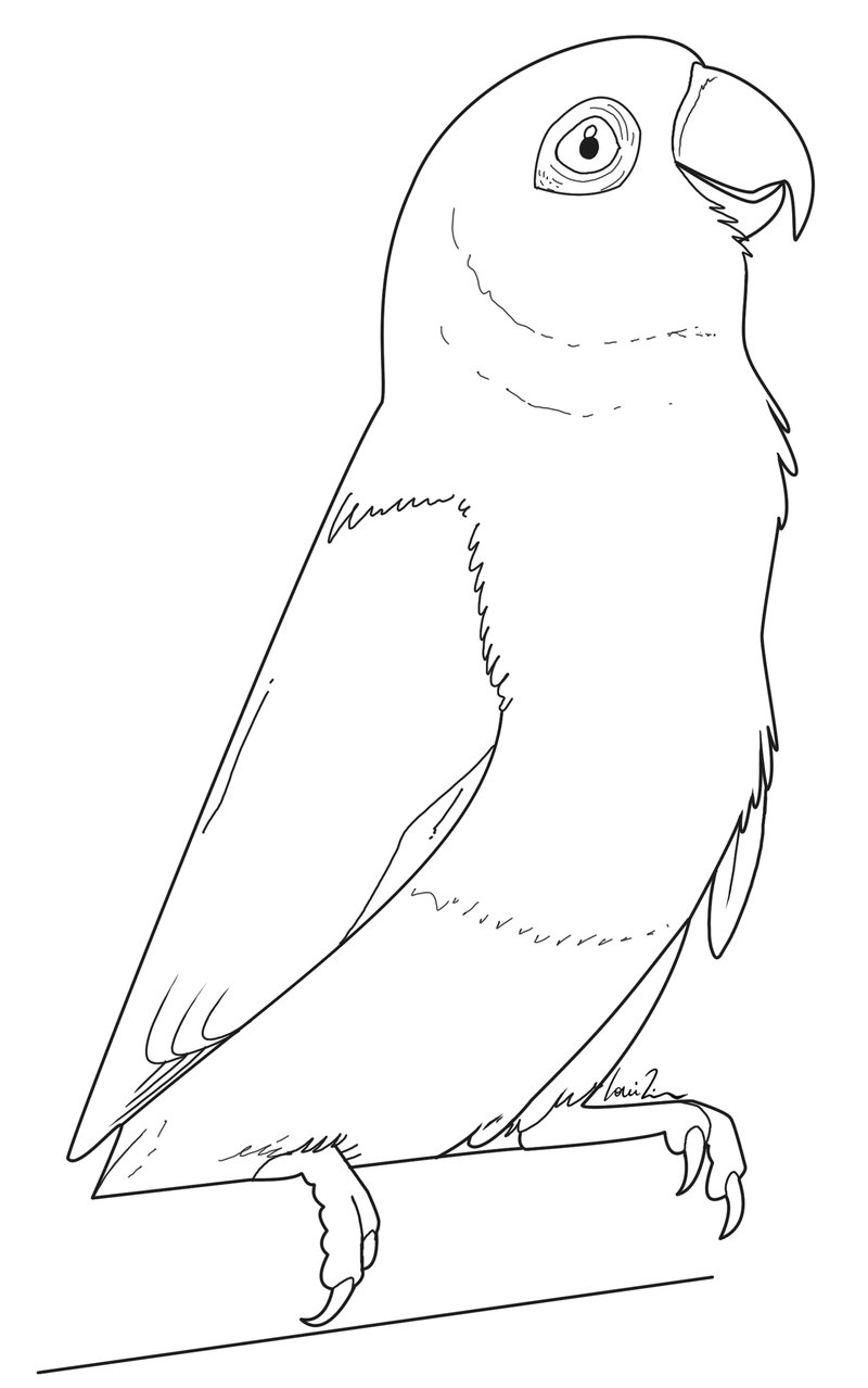 800x1278 Lineart Lovebird By Louizim