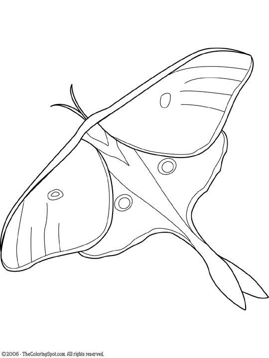 Luna Moth Drawing