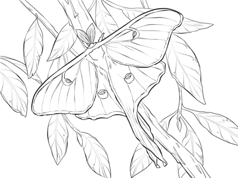 480x360 Realistic Luna Moth Coloring Page Free Printable Coloring Pages