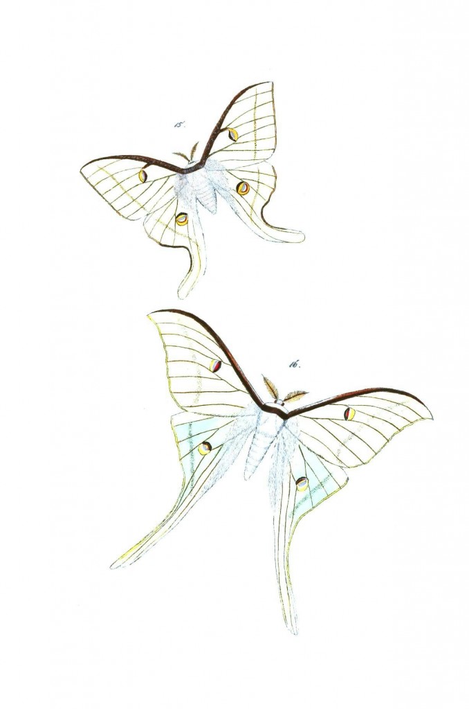 678x1024 Animal Insect, Butterfly Vintage Printable