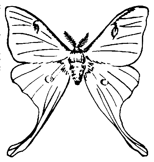 497x521 Moth Clipart