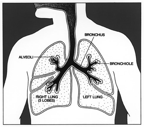 488x432 Lung Cancer Treatment Options And Explination Of Anatomy