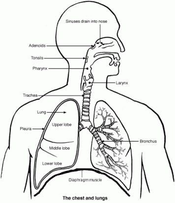 Lung Drawing at GetDrawings | Free download