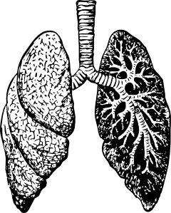 240x299 Pin By Rianna Mallard On Inked Lungs, Sketch Ideas