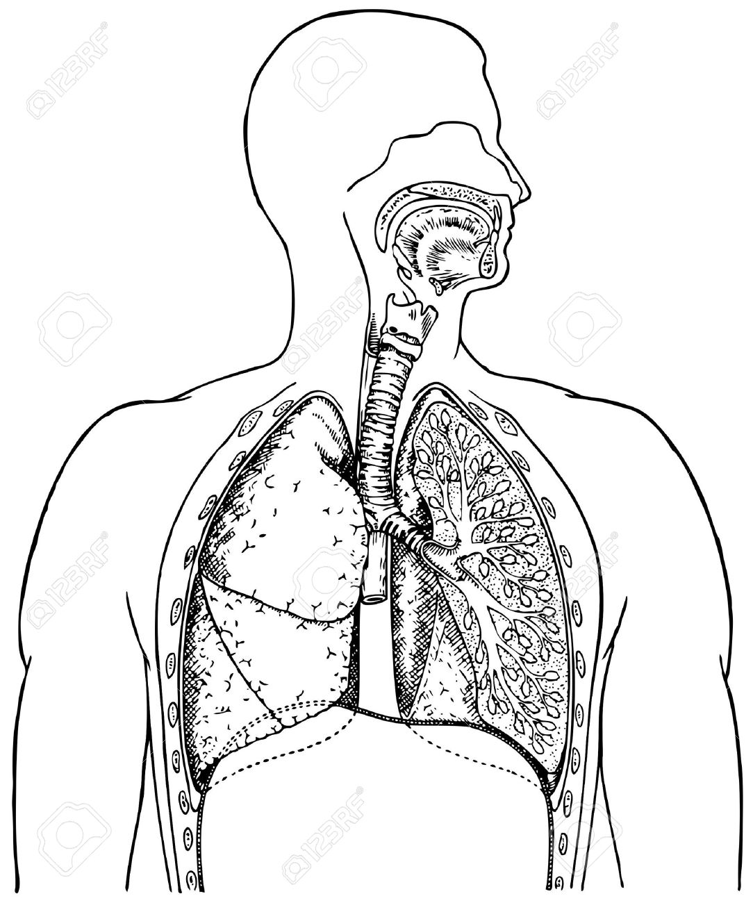 1084x1300 Diagram Lung Diagram Drawing
