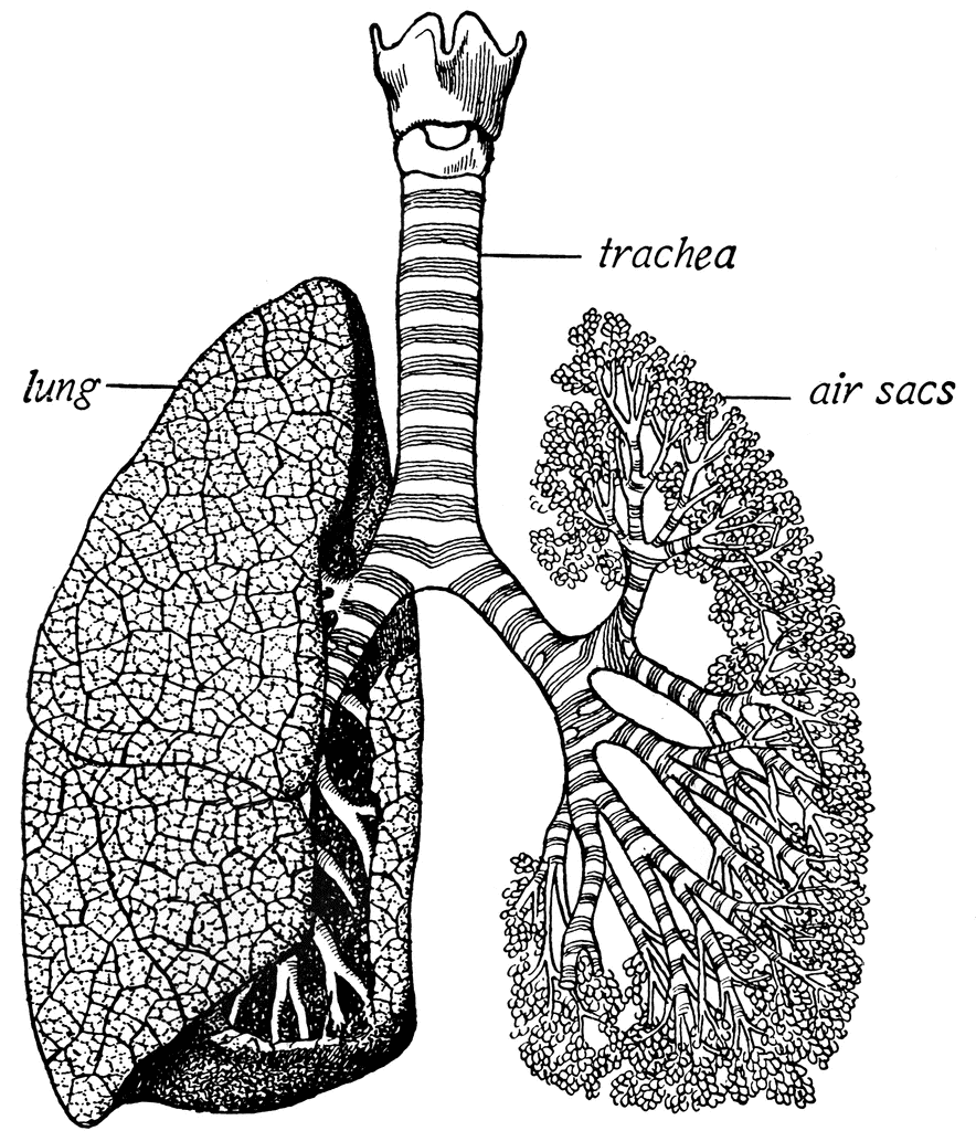 884x1024 Lung Drawing