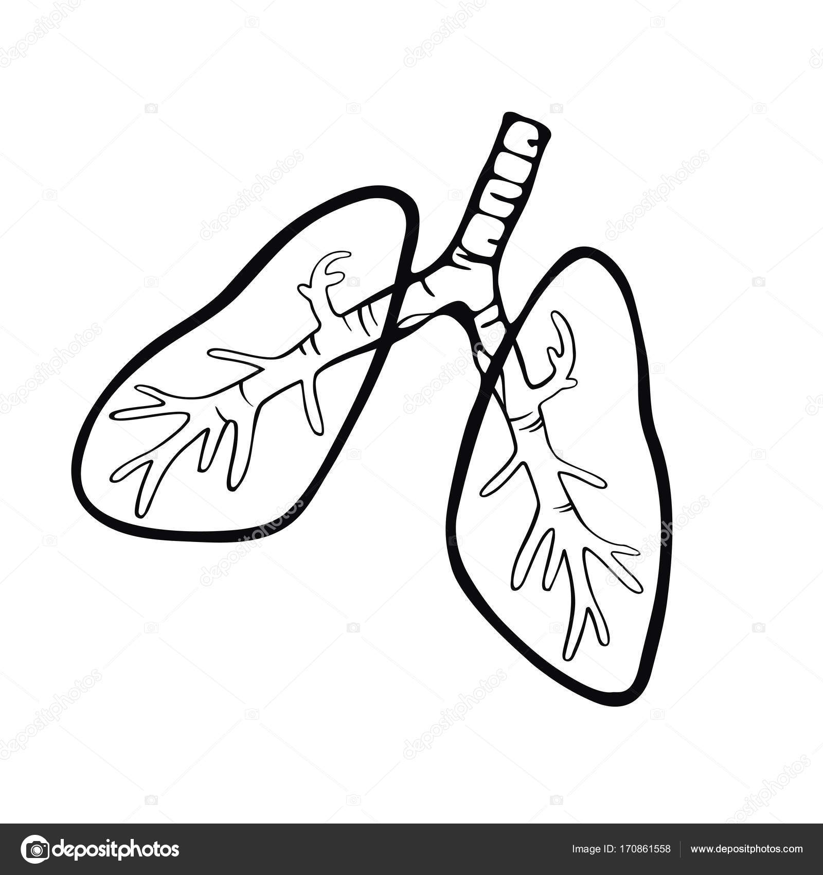 1600x1700 Hand Drawn Human Lungs Stock Vector Silva