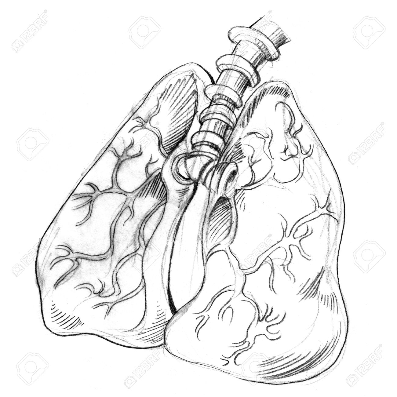 1300x1300 An Image Of A Drawing Of Human Lungs. Stock Photo, Picture