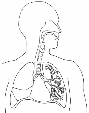 300x381 Lungs Drawing