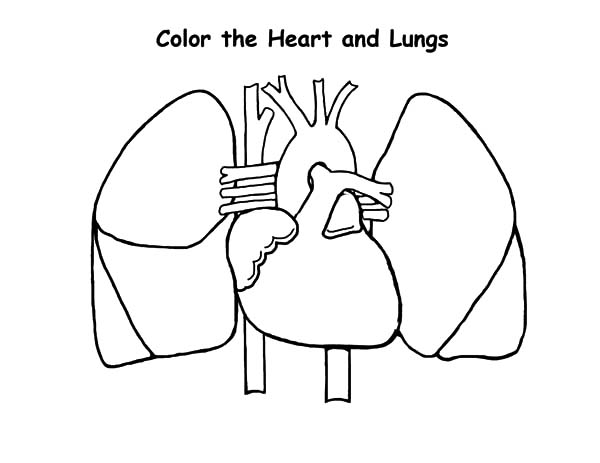 600x463 Ribs Heart Lung Color Sheet Ribs Lungs Heart Design