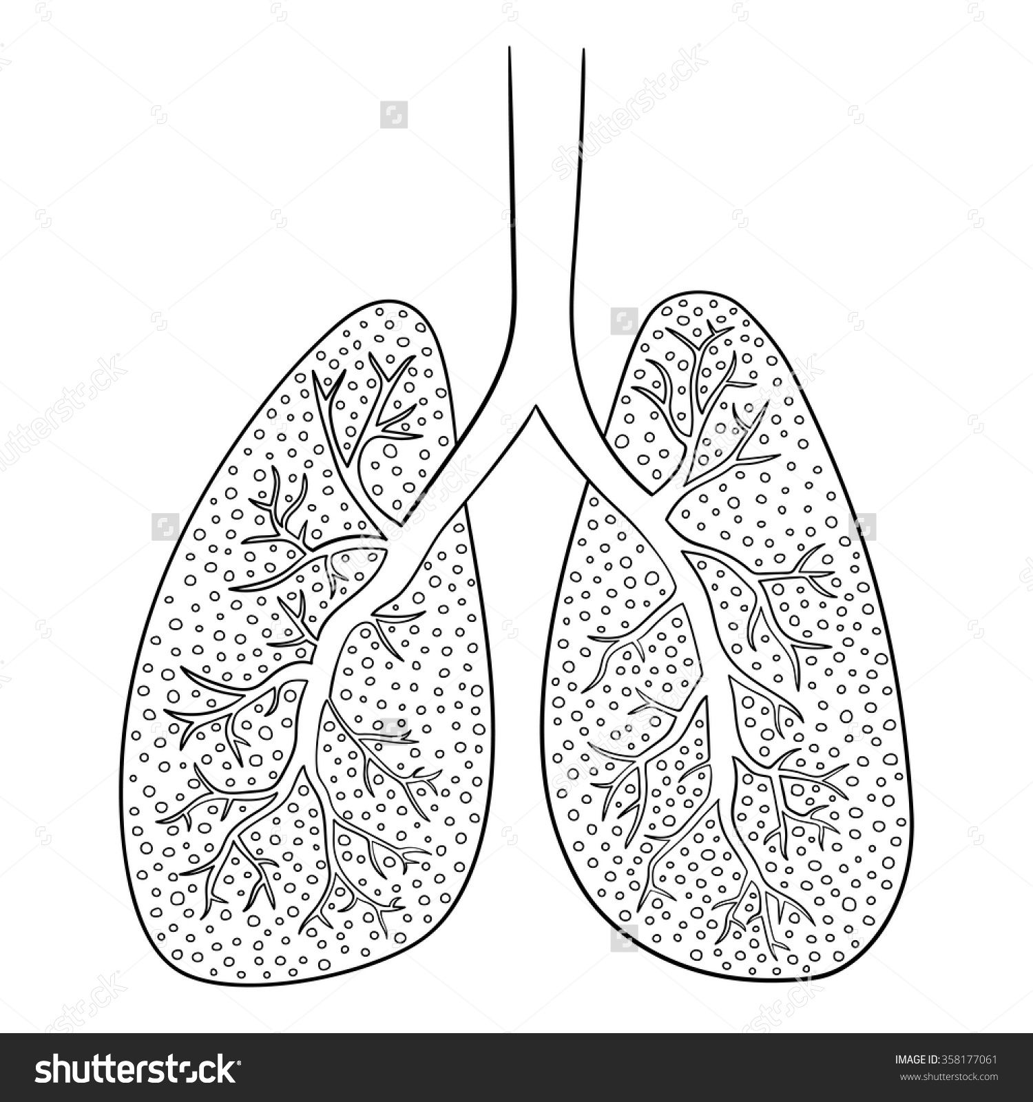 1500x1600 Vector Illustration Of Lungs. Doodle Drawing Of Human Organ