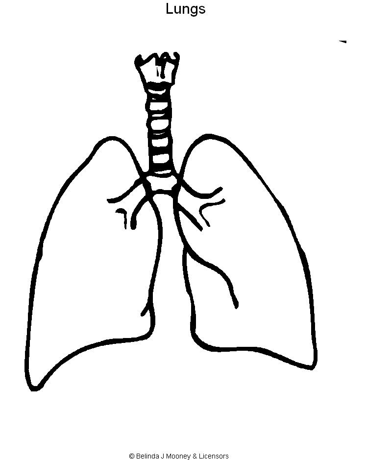 747x939 Lungs Coloring Page Printable Picture Of Lungs