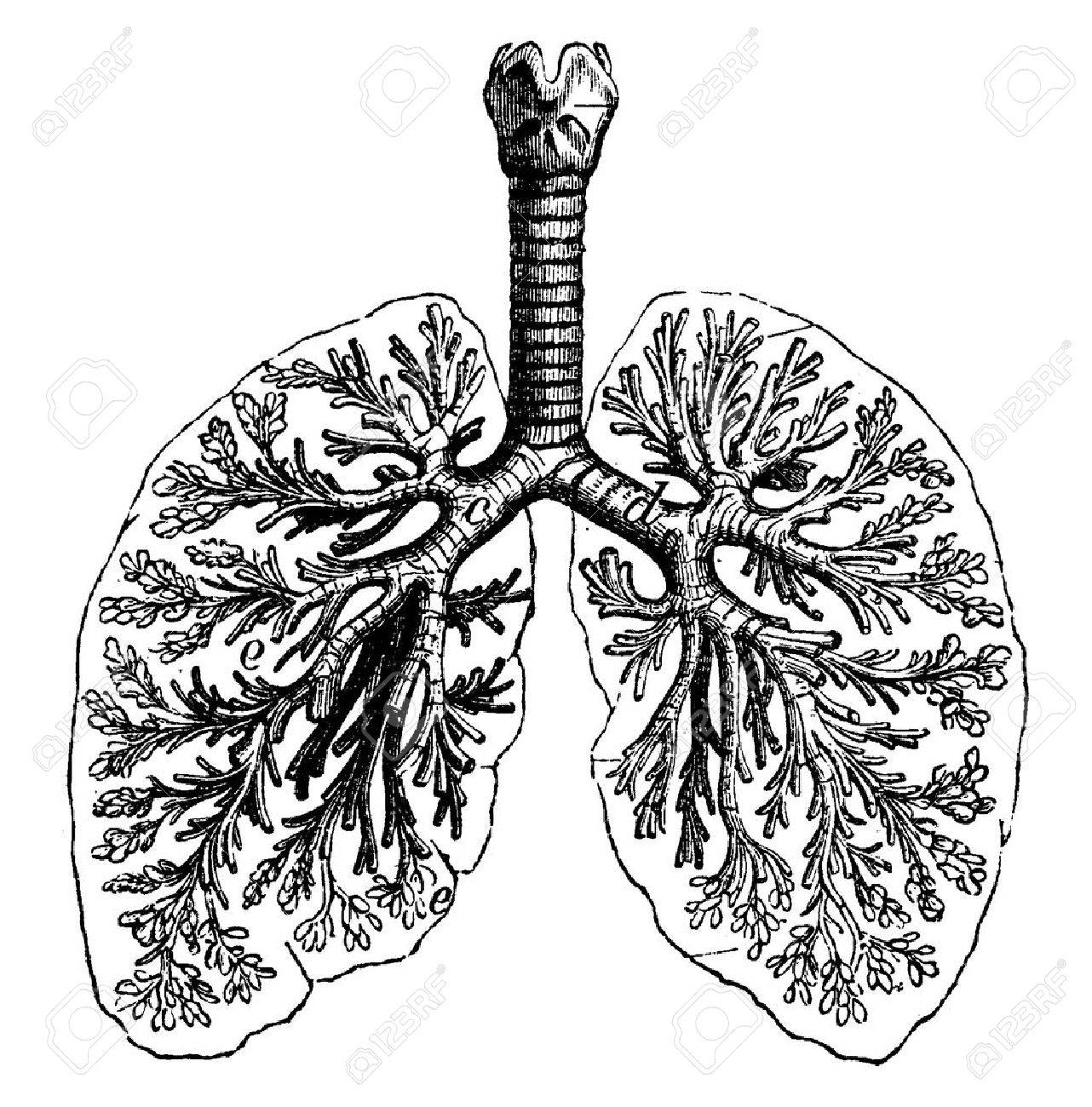 1282x1300 Diagrams Of Two Human Lungs, Vintage Engraved Illustration. La