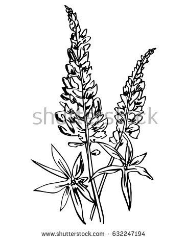 366x470 Grays Lupine Drawing Flowers Drawing Flowers