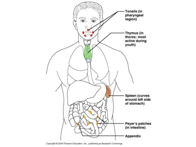 638x479 1. Lymphatic System