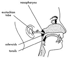 236x205 Lymphatic System 20x26 Lymphatic System, Medical And Bodies