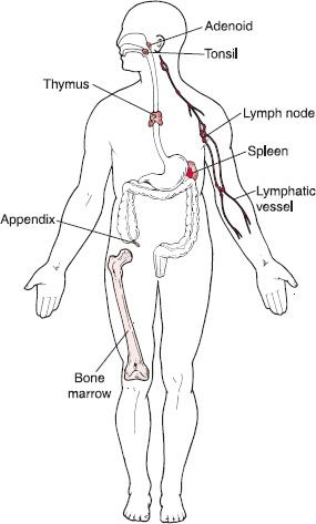 285x473 The Human Body Structure And Function Basicmedical Key