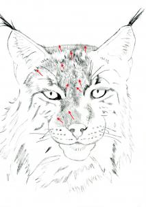 213x302 How To Draw A Realistic Lynx, Step By Step, Realistic, Drawing
