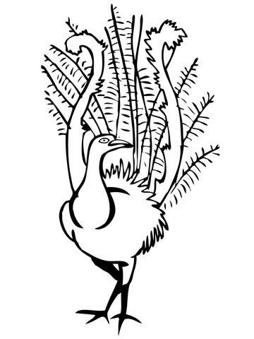360x480 Lyrebird Coloring Pages Free Coloring Pages