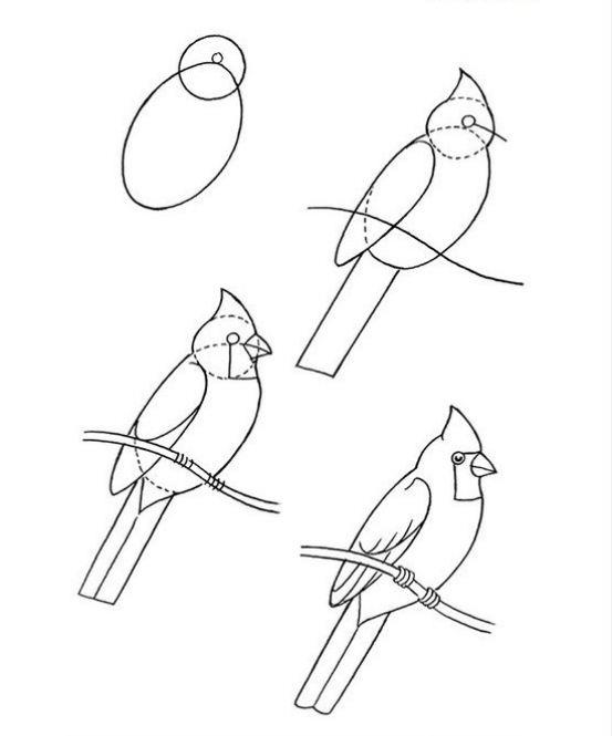 553x665 Learn How To Draw A Cardinal Bird With These Easy Steps. Is It