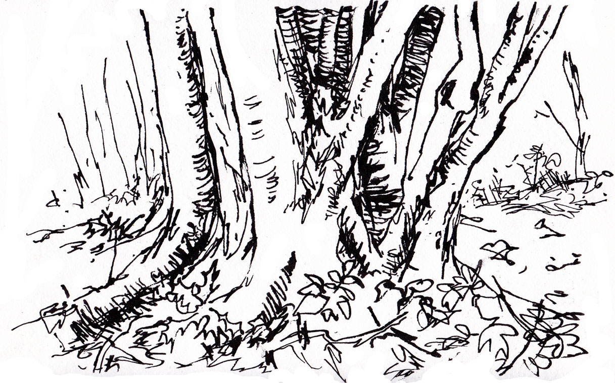 1217x759 Drawing Trees 92 Michael Gage