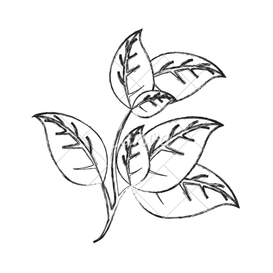 550x550 Vector Sketch Of Leaves From Plant
