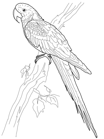 360x480 Hyacinth Macaw Coloring Page Free Printable Coloring Pages