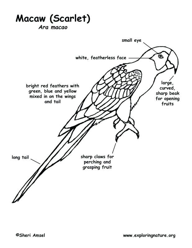 Macaw Drawing at GetDrawings | Free download