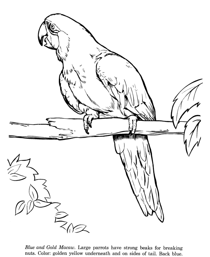 670x820 Macaw Drawing And Coloring Page Animals Coloring Pages