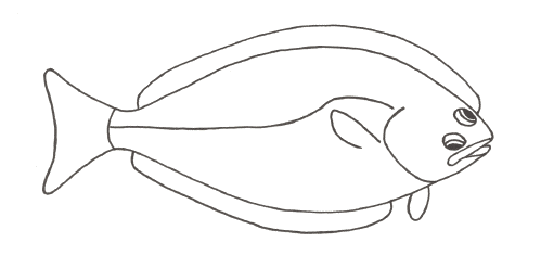 499x247 Pleuronectidae