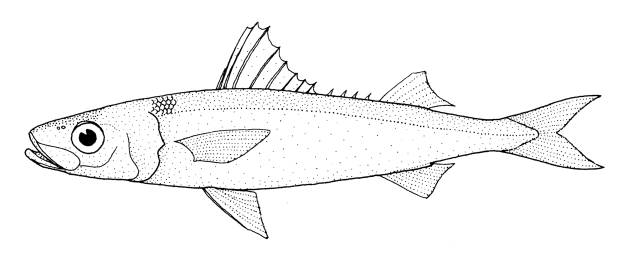 1280x510 Fileemmelichthys Nitidus Nitidus (Redbait).gif