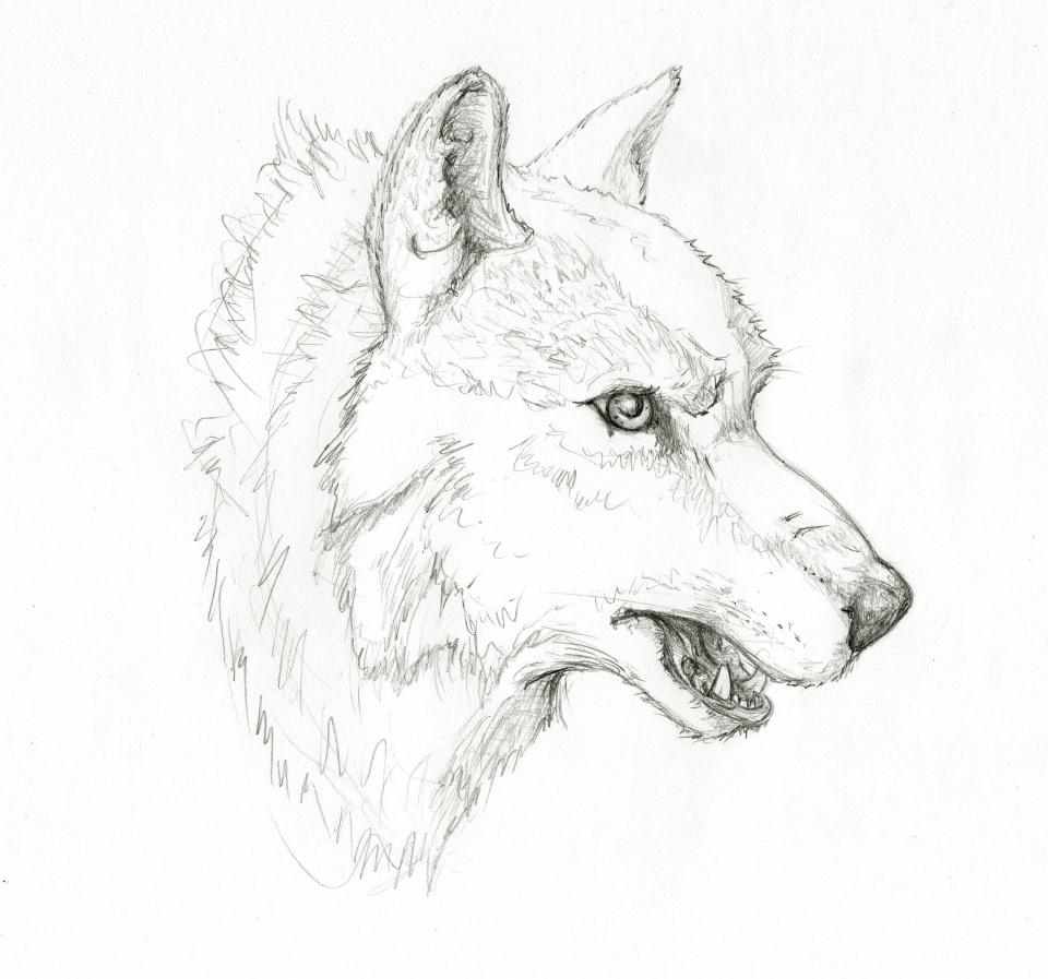 Mad Wolf Drawing at GetDrawings | Free download