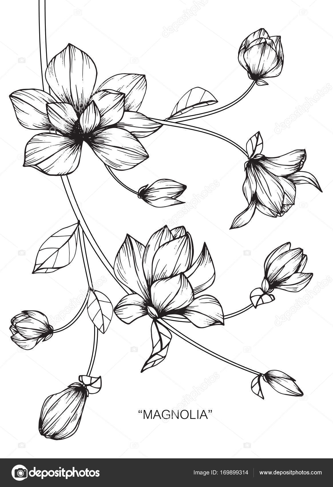 1164x1700 Magnolia Flower Drawing Sketch Black White Line Art Stock Vector