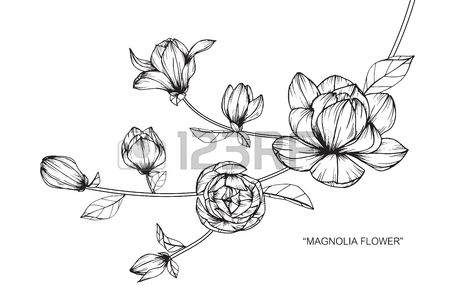 450x300 Magnolia Flower. Drawing And Sketch With Black And White Line Art
