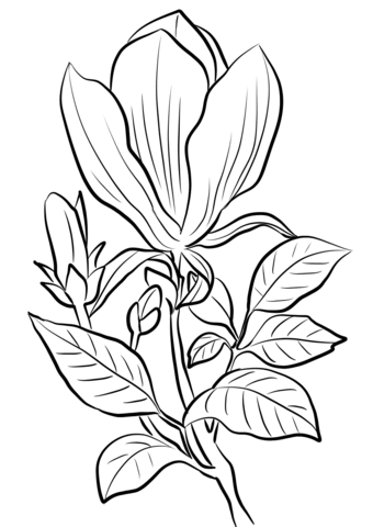 340x480 Magnolia Coloring Pages Free Coloring Pages