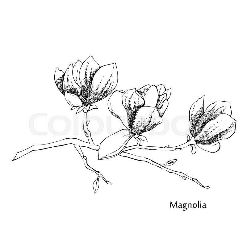 800x800 Magnolia.sketches Of Flowers. Vector Hand Drawn Illustration