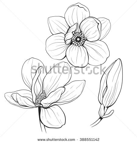 450x470 Photos Magnolia Flower Sketch,