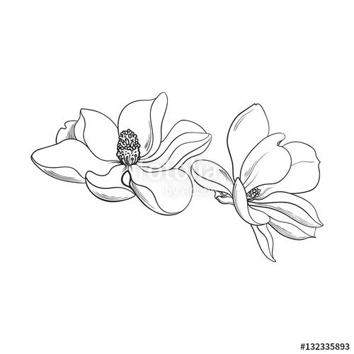 500x500 Two Magnolia Flowers, Sketch Style Vector Illustration Isolated