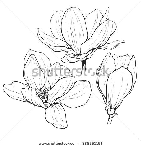 450x470 Black And White Line Illustration Of Magnolia Flowers On A White