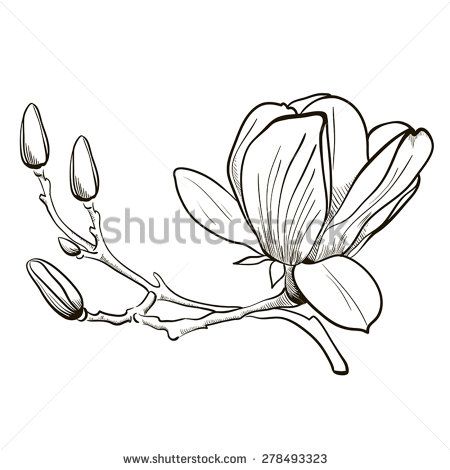 450x470 Magnolia Branch Drawing