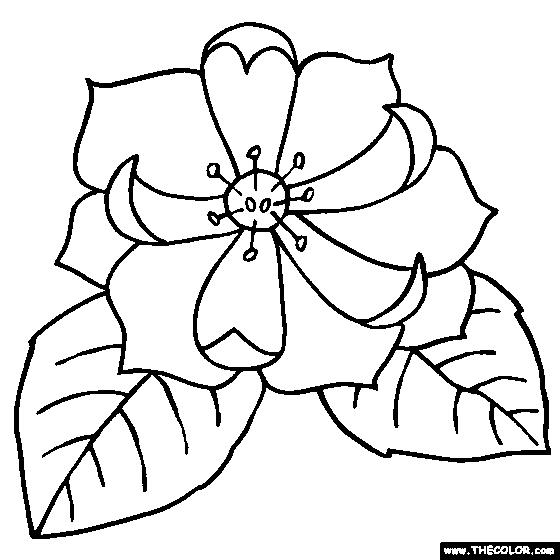 560x560 Magnolia Flower Coloring Page Yoloxochitl Flower