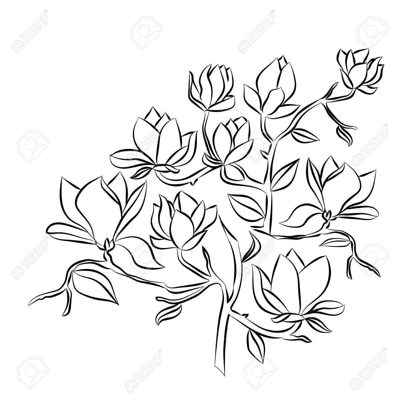 1300x1300 Flowering Branch Of Magnolia On White Background Hand Drawn