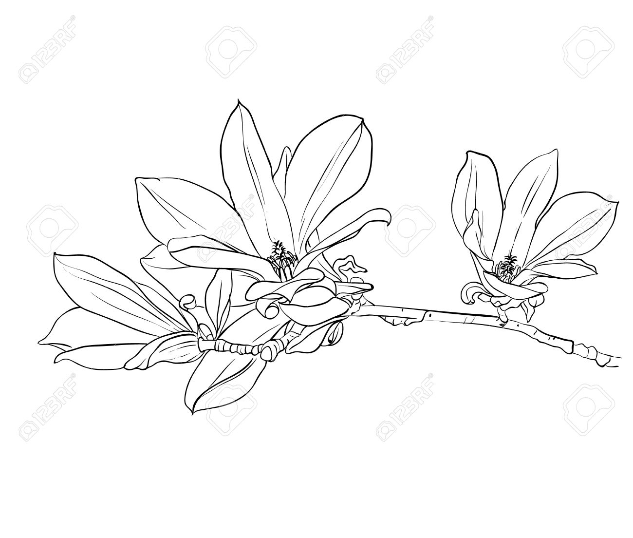 1300x1104 Hand Drawn Magnolia Flowers. Hand Drawn Realistic Sketch. Royalty