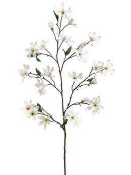 260x347 Magnolia Flowering Branches Cream Flowers 44